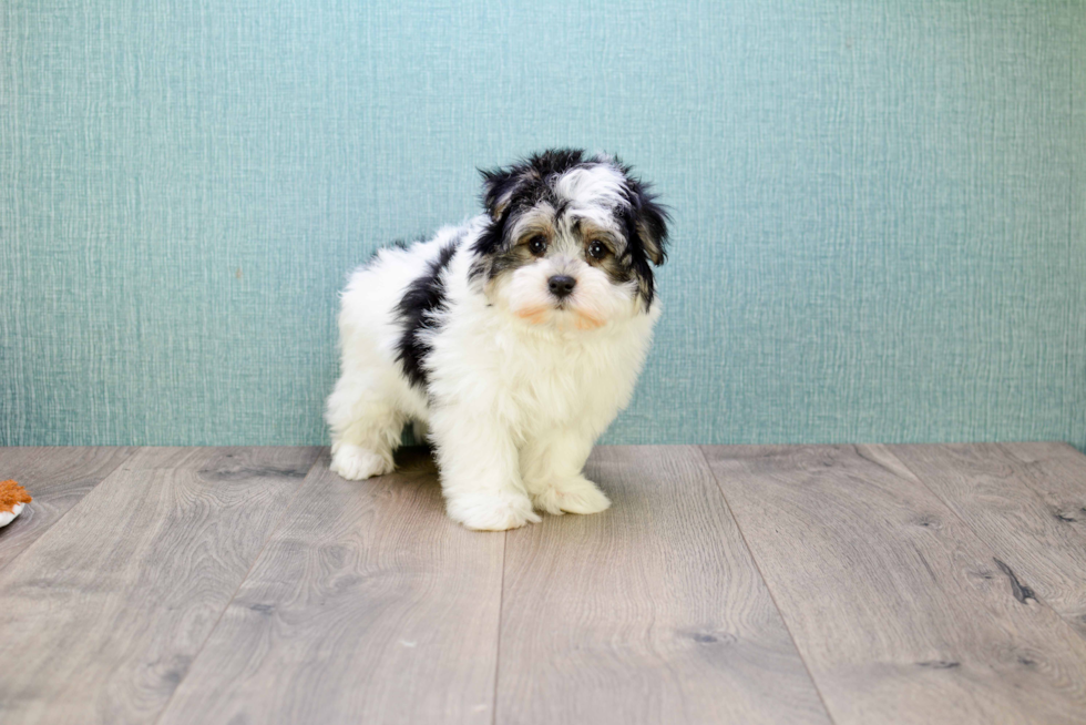 Havanese Pup Being Cute