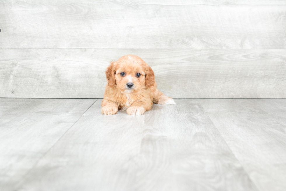 Cavapoo Puppy for Adoption