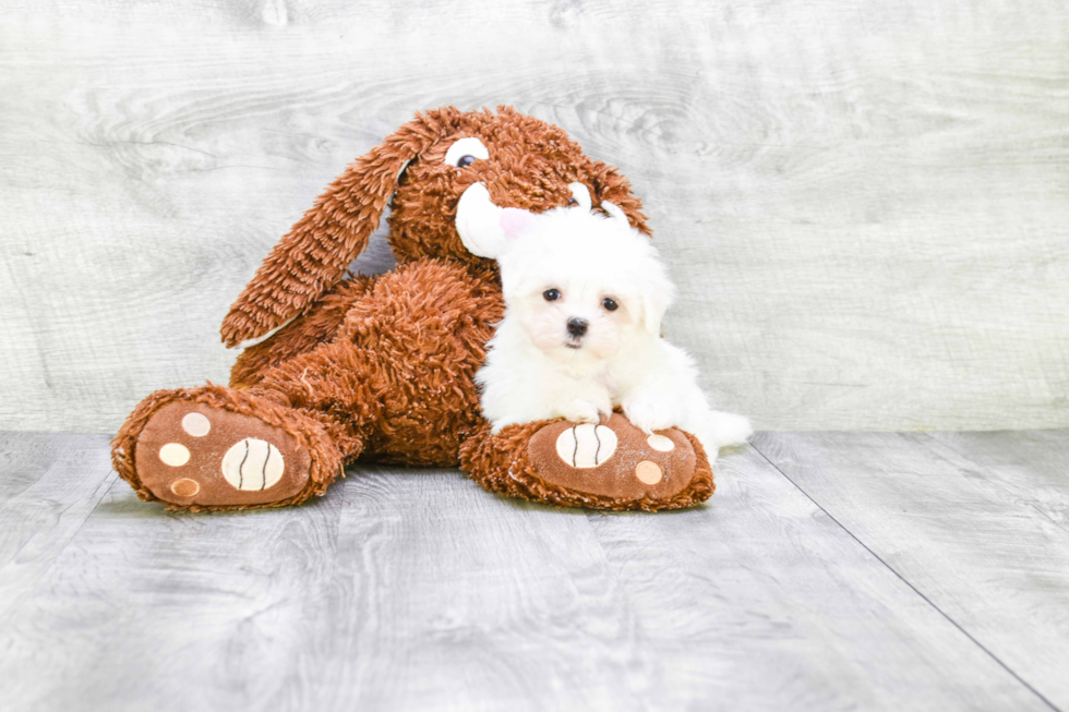 Akc Registered Maltese Baby