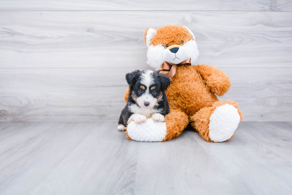 Mini Aussiedoodle Pup Being Cute