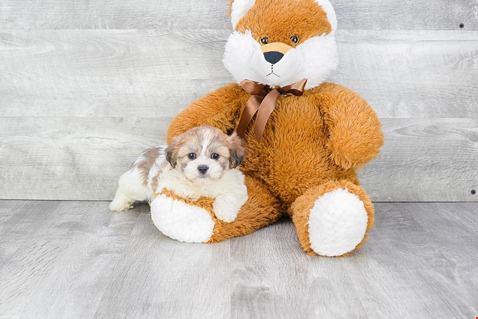 Best Teddy Bear Baby