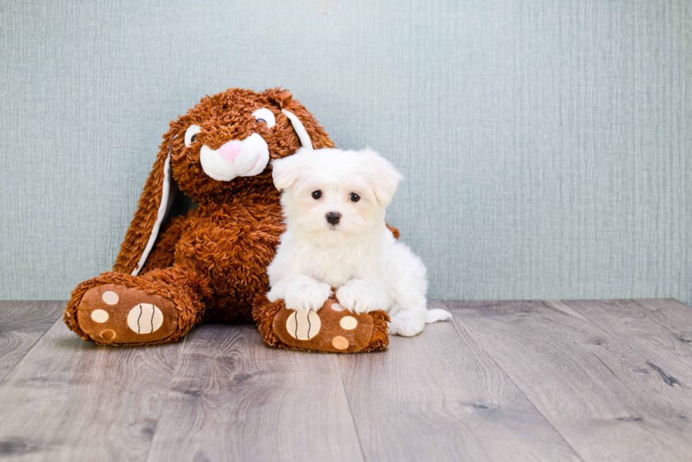 Energetic Maltepoo Poodle Mix Puppy