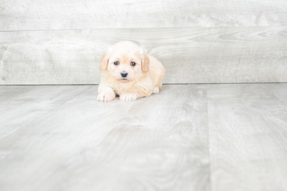 Cavachon Puppy for Adoption