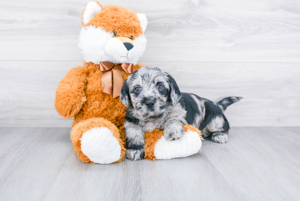 Hypoallergenic Labrador Poodle Mix Puppy