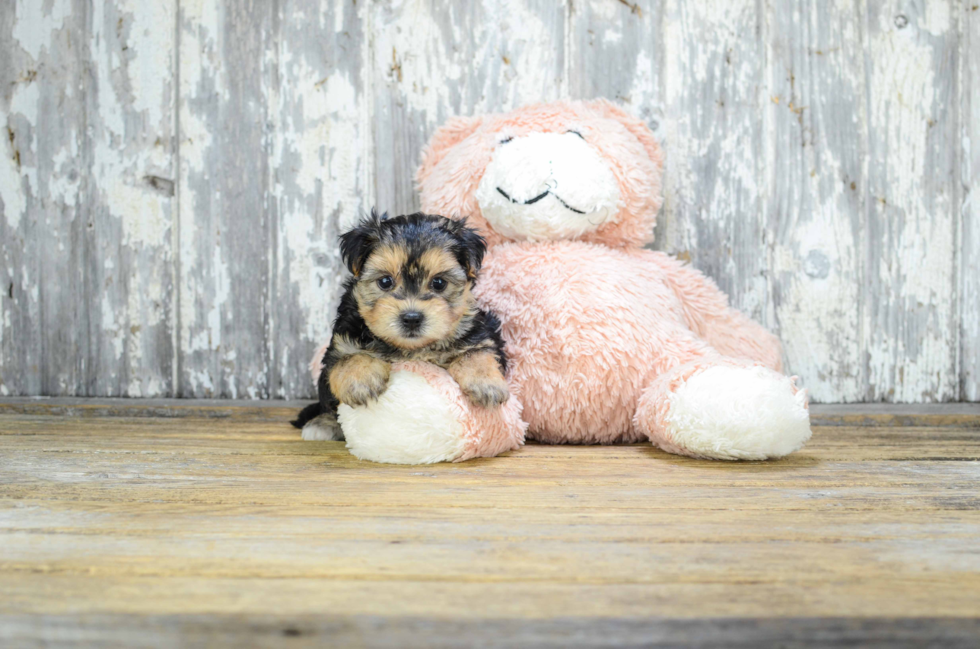 Adorable Yorkie Designer Puppy