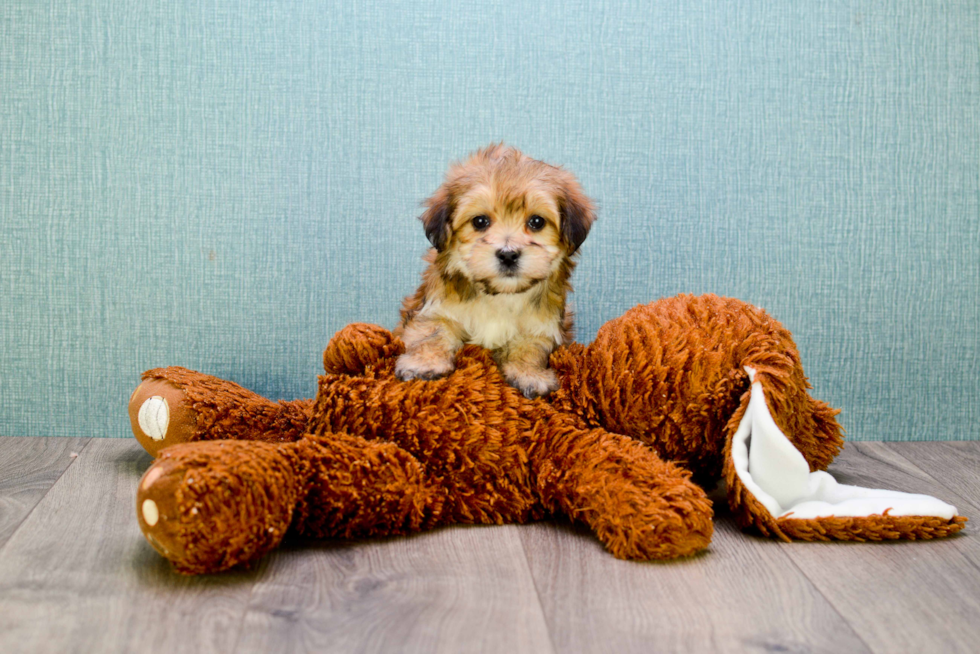 Cute Morkie Baby