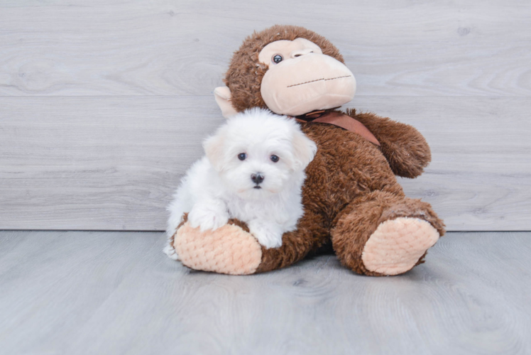 Popular Maltese Purebred Pup