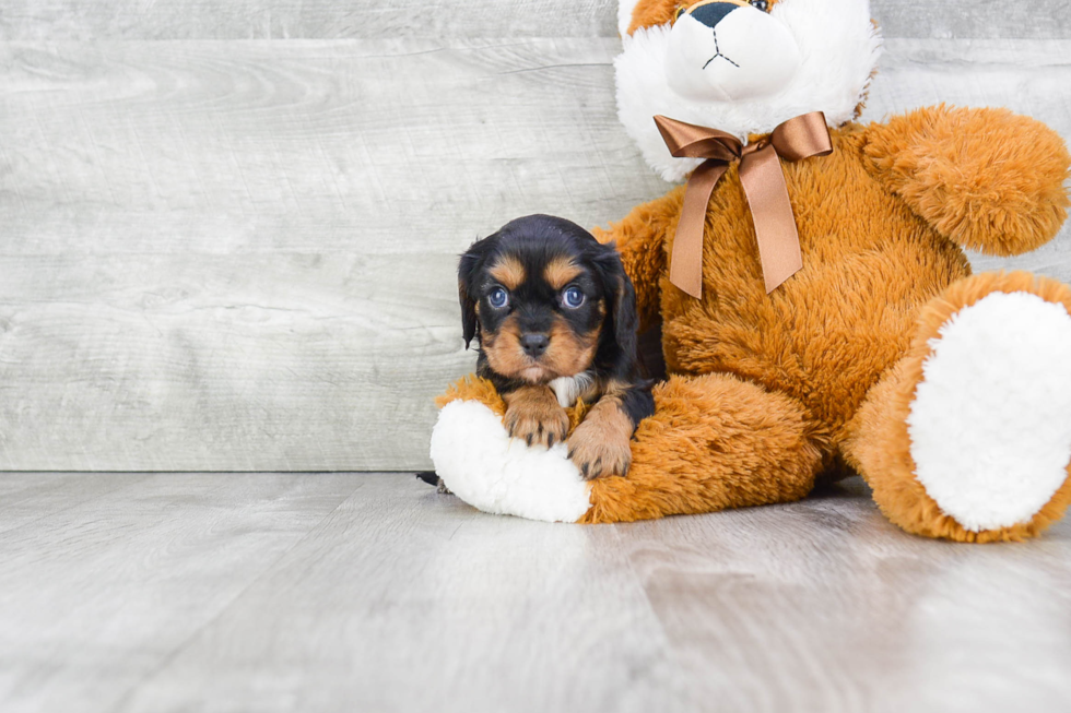 Funny Cavalier King Charles Spaniel Purebred Pup