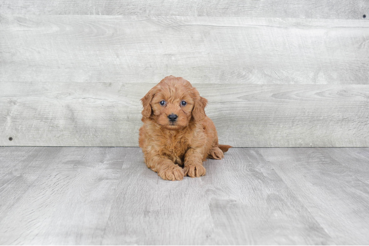 Little Golden Retriever Poodle Mix Puppy