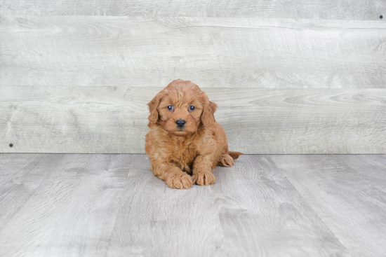 Little Golden Retriever Poodle Mix Puppy