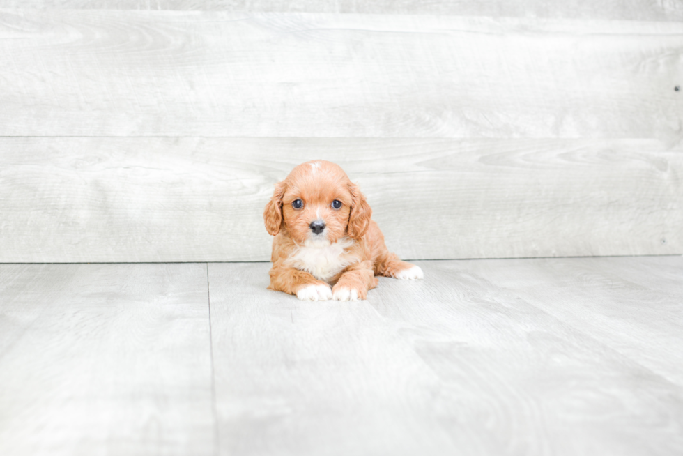 Best Cavapoo Baby