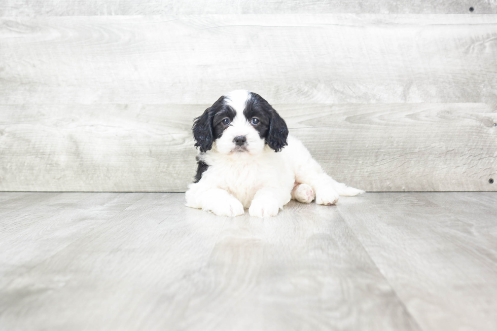 Hypoallergenic Cavoodle Poodle Mix Puppy