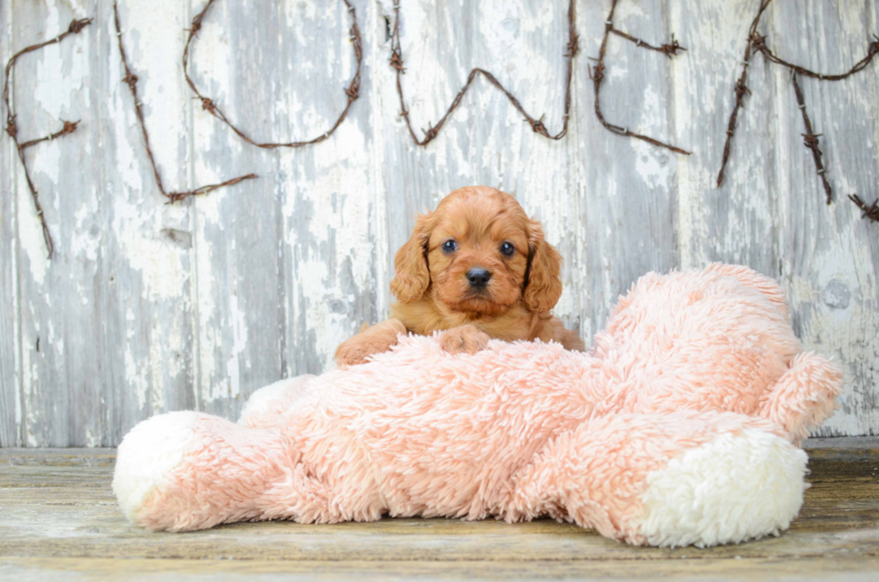 Popular Cavapoo Poodle Mix Pup