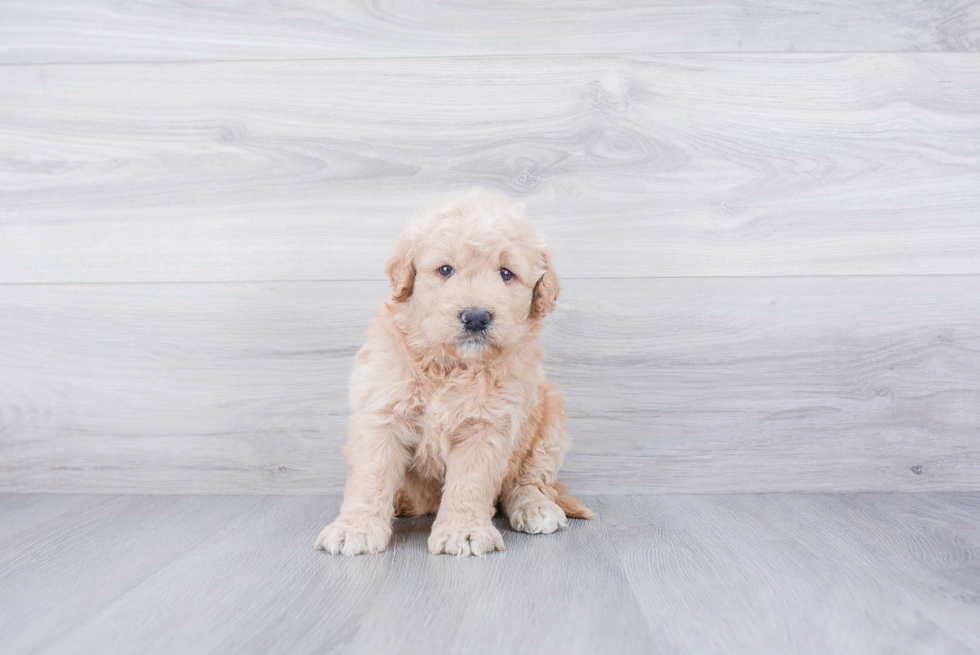 Playful Golden Retriever Poodle Mix Puppy