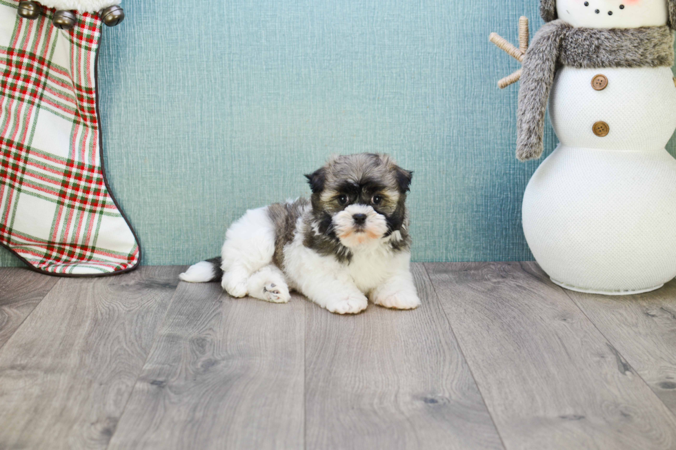 Sweet Havanese Purebred Puppy