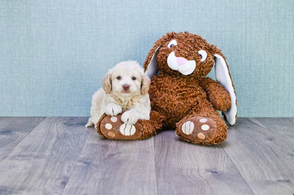 Mini Goldendoodle Pup Being Cute