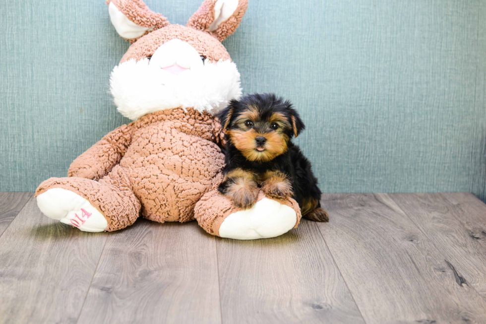 Meet Bella - our Yorkshire Terrier Puppy Photo 