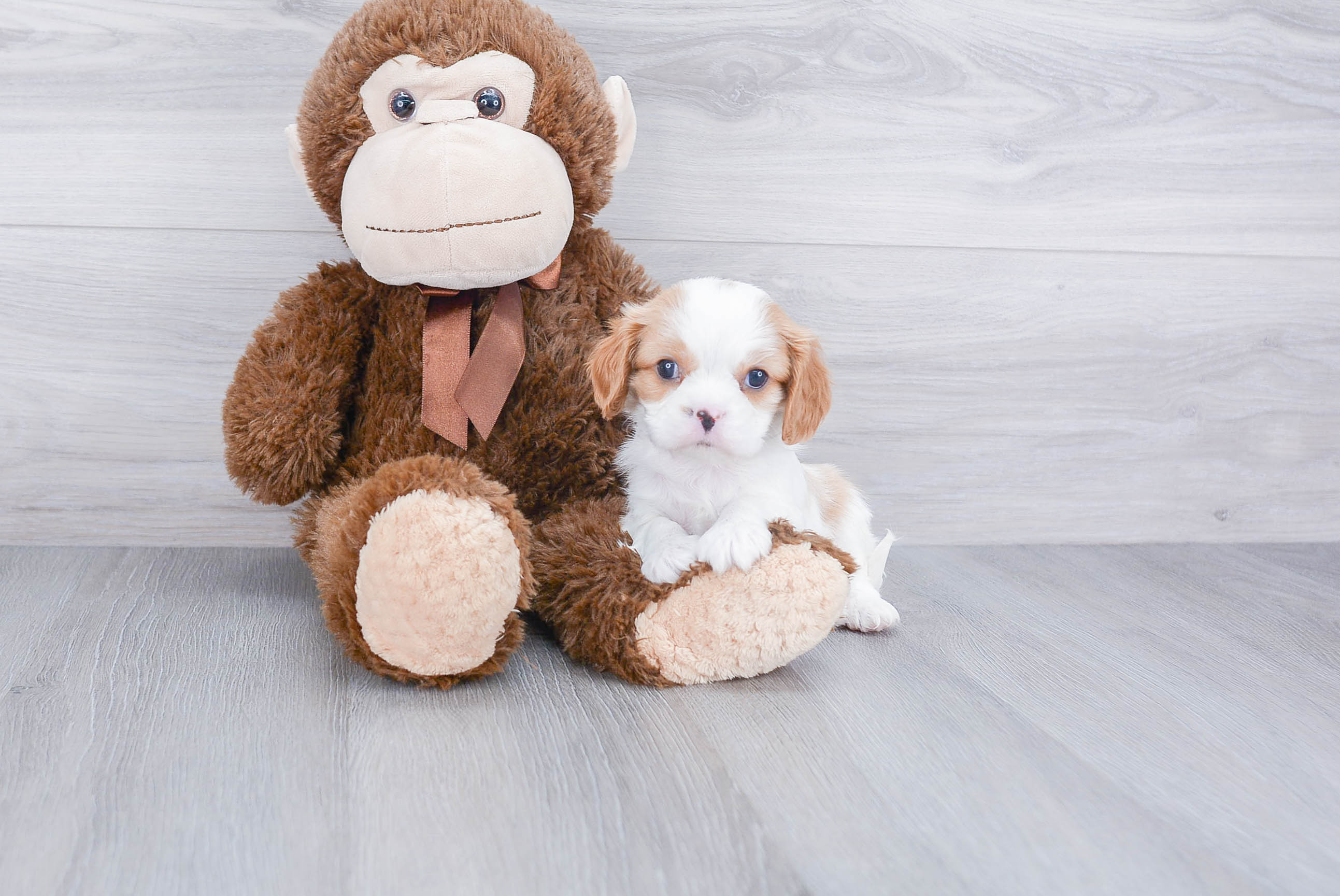Cavalier King Charles Spaniel Pup Being Cute