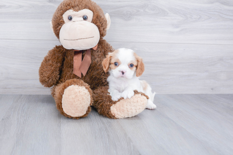 Cavalier King Charles Spaniel Pup Being Cute