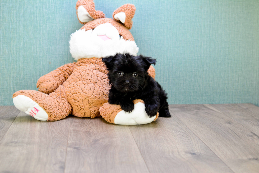 Morkie Pup Being Cute