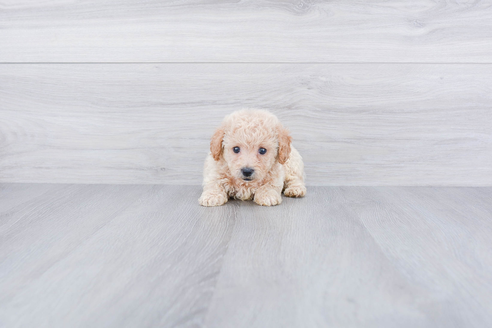 Fluffy Maltipoo Poodle Mix Pup