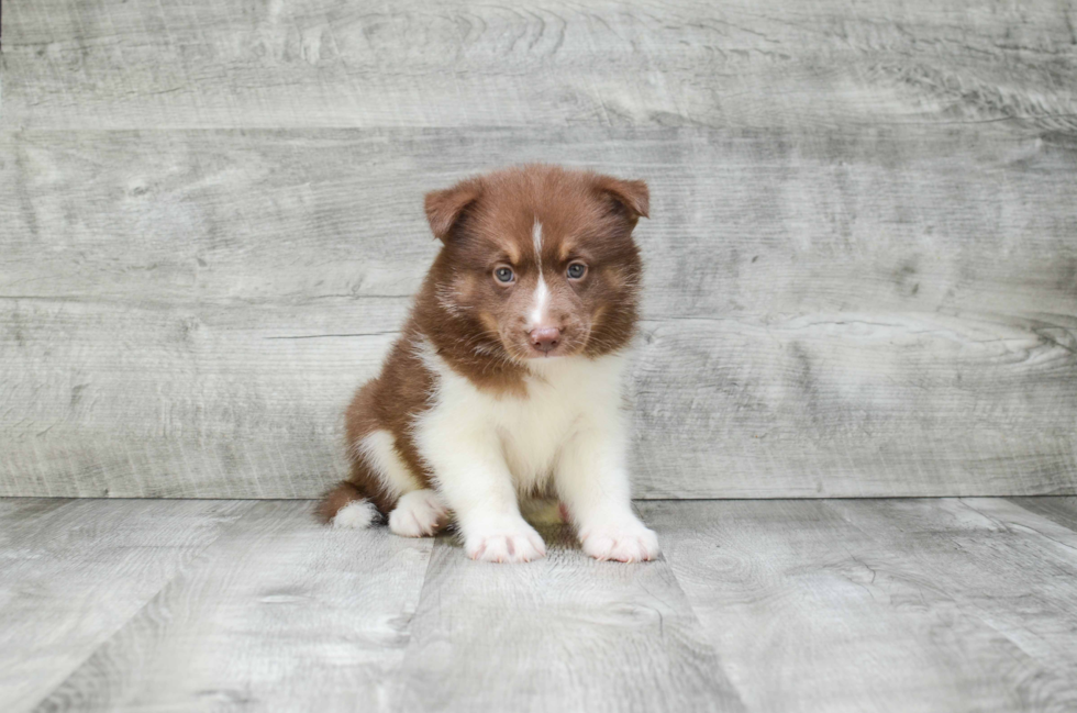 Pomsky Pup Being Cute