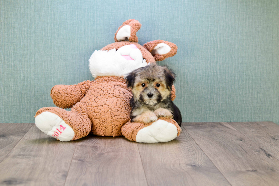 Morkie Pup Being Cute