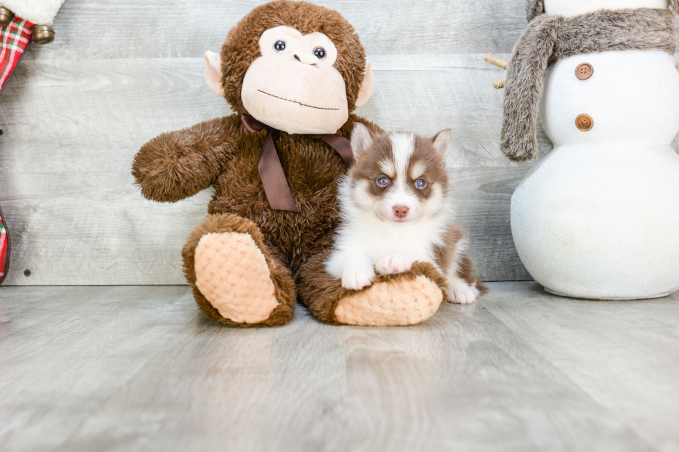 Fluffy Pomsky Designer Pup