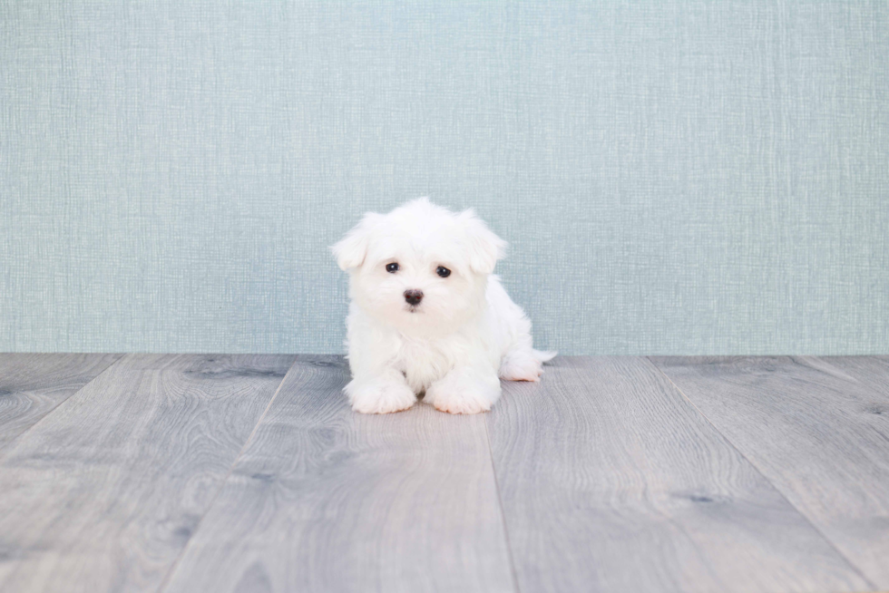 Cute Maltese Purebred Puppy