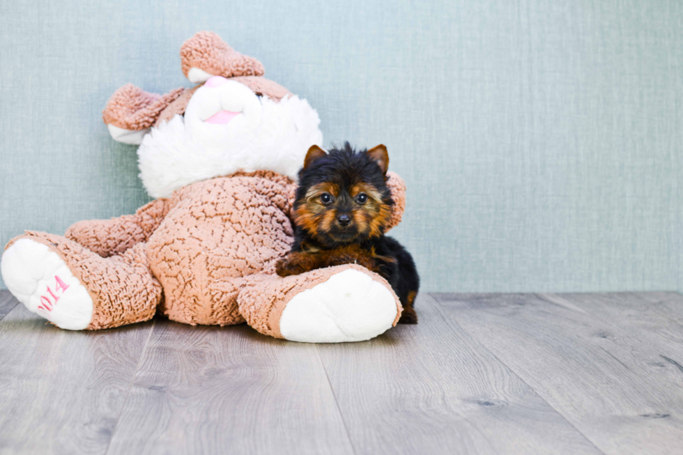 Meet Joey - our Yorkshire Terrier Puppy Photo 