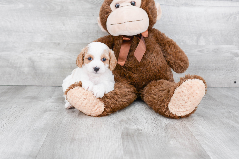 Petite Cavapoo Poodle Mix Pup