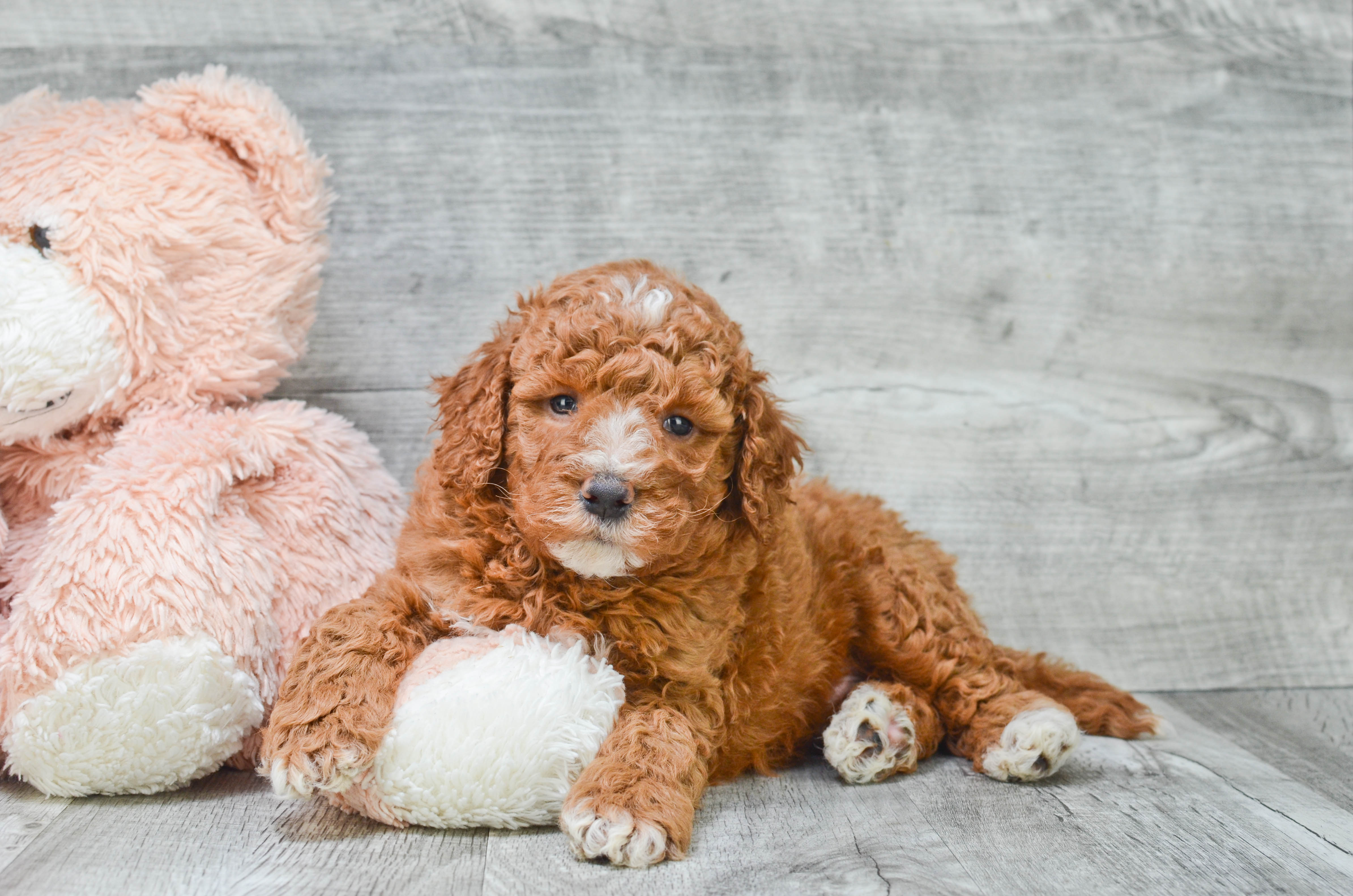 Mini Goldendoodle Puppy for Adoption