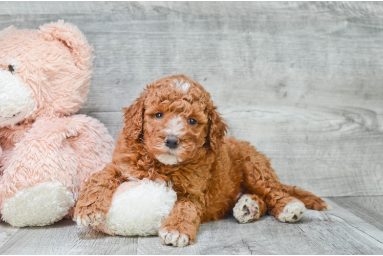 Mini Goldendoodle Puppy for Adoption