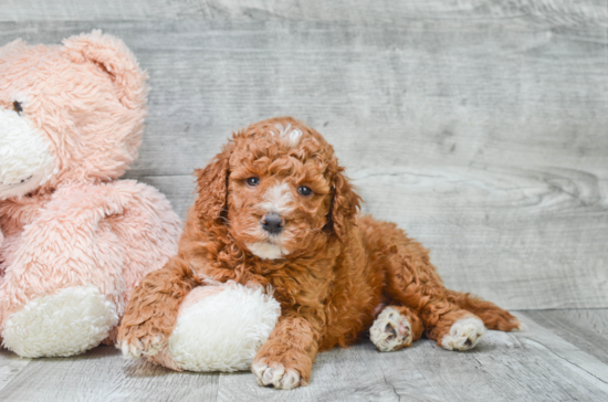 Mini Goldendoodle Puppy for Adoption