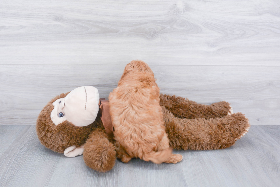 Fluffy Cavapoo Poodle Mix Pup