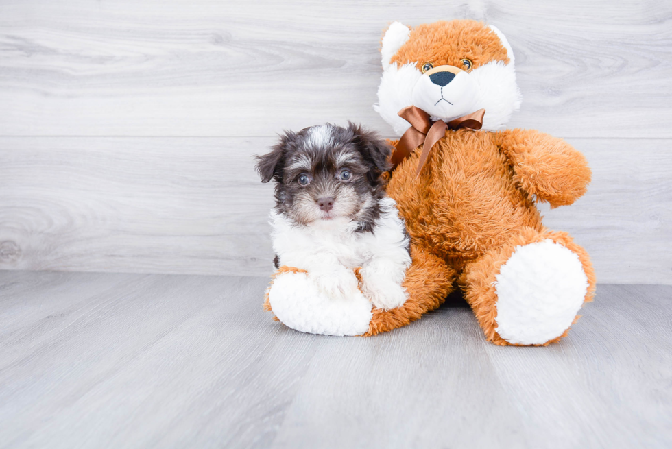 Akc Registered Havanese Purebred Pup