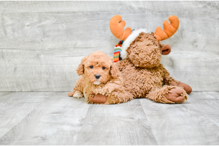 Hypoallergenic Cavoodle Poodle Mix Puppy