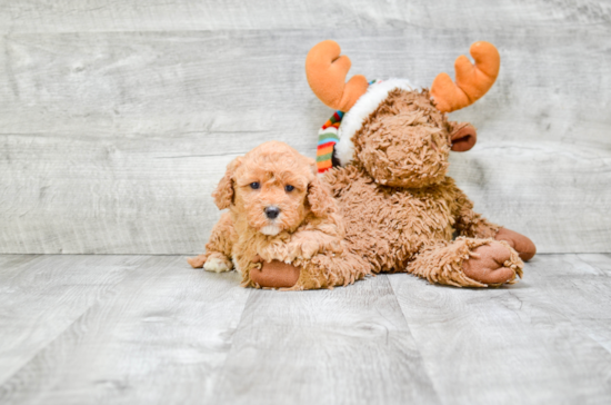 Hypoallergenic Cavoodle Poodle Mix Puppy