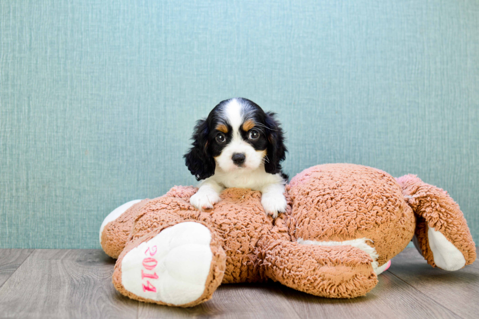 Best Cavalier King Charles Spaniel Baby