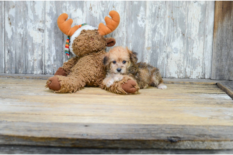 Morkie Puppy for Adoption