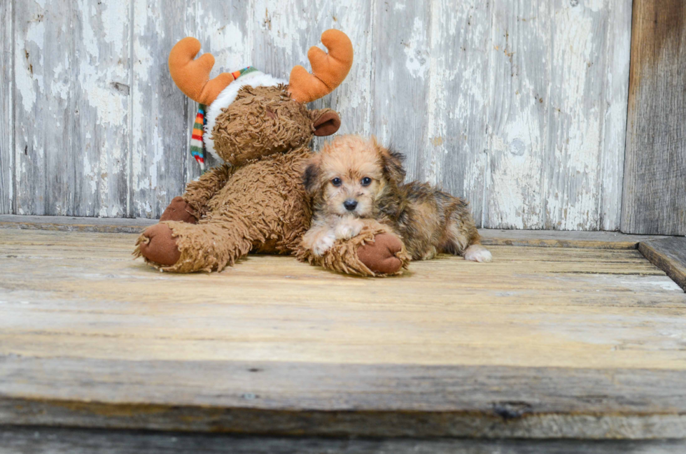 Morkie Puppy for Adoption