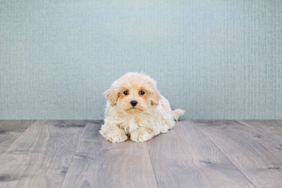 Best Maltipoo Baby