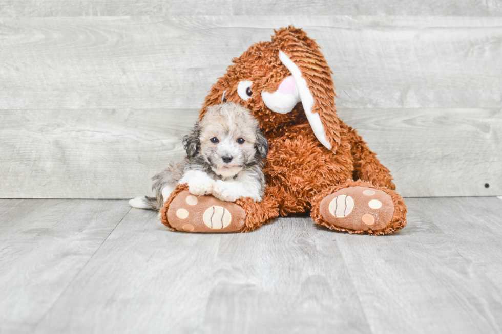 Best Havanese Baby