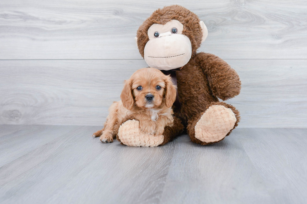 Cavalier King Charles Spaniel Puppy for Adoption