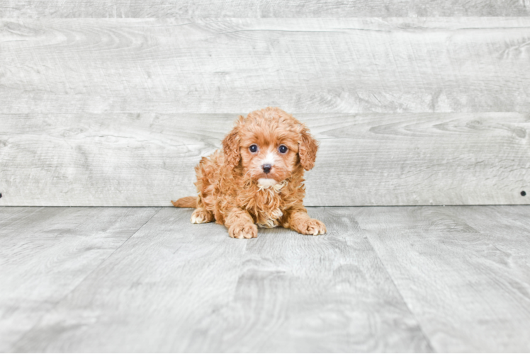 Best Cavapoo Baby