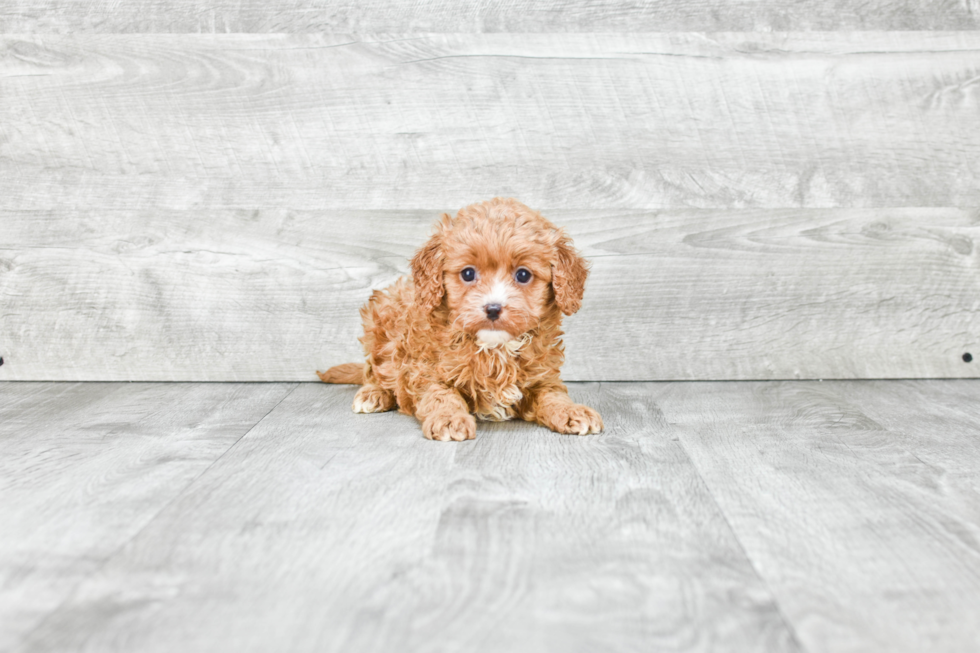 Best Cavapoo Baby