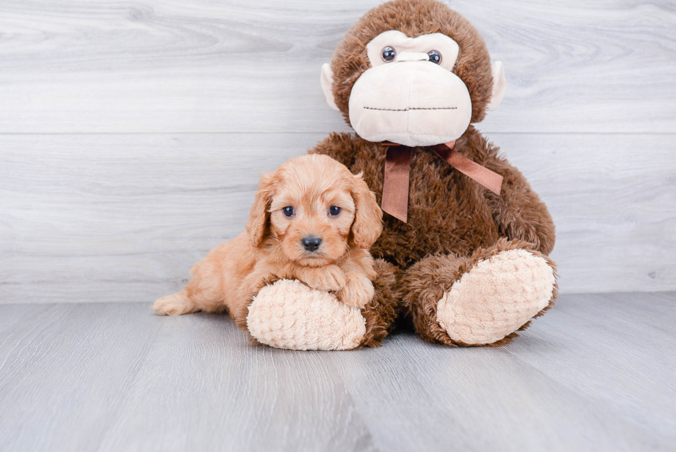 Playful Cavoodle Poodle Mix Puppy