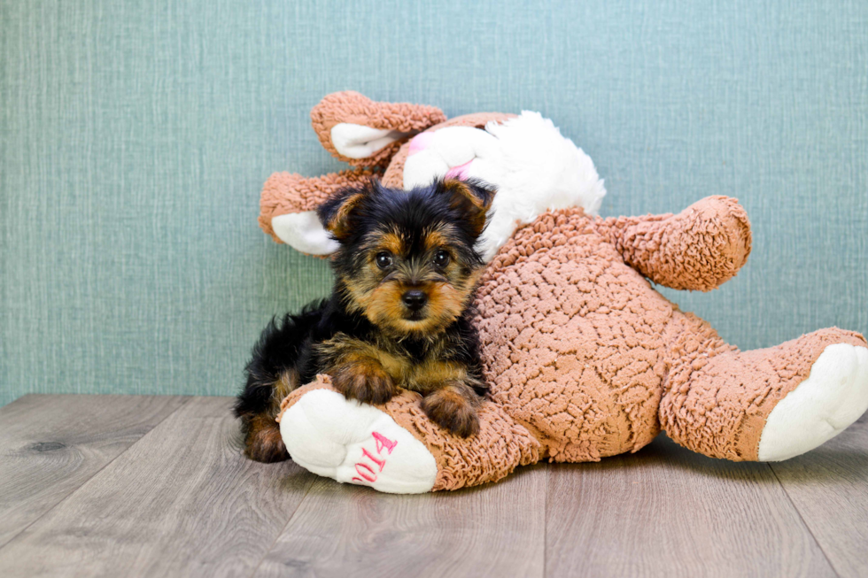 Meet Lisa - our Yorkshire Terrier Puppy Photo 