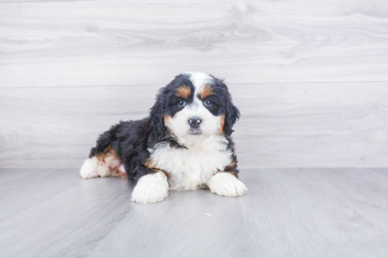 Fluffy Mini Bernedoodle Poodle Mix Pup