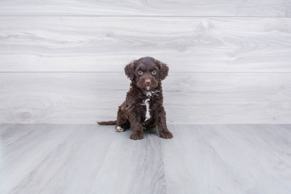 Mini Labradoodle Pup Being Cute